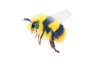 "Flight of the Bumblebee" Giclée fine art print edition