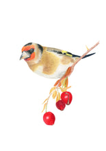 Load image into Gallery viewer, Goldfinch. Giclée fine art print edition
